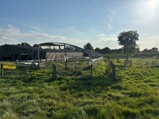 Poly Tunnels - 2 Available - 23 and 42 Ring